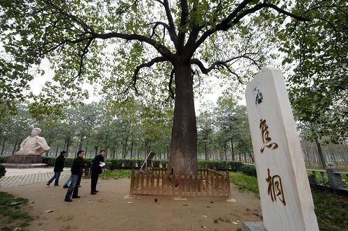 兰考焦裕禄精神培训基地焦桐.jpg